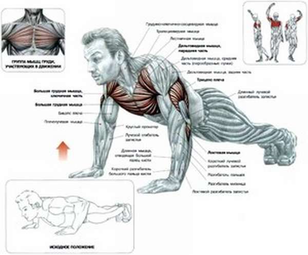 Какие мышцы работают при отжиманиях